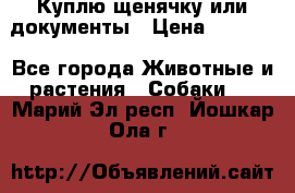 Куплю щенячку или документы › Цена ­ 3 000 - Все города Животные и растения » Собаки   . Марий Эл респ.,Йошкар-Ола г.